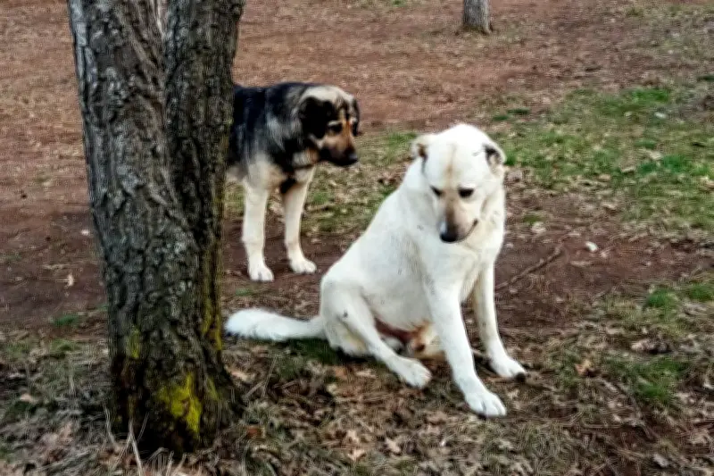 Problemas Comunes en Parques Caninos: Detección y Soluciones Urgentes
