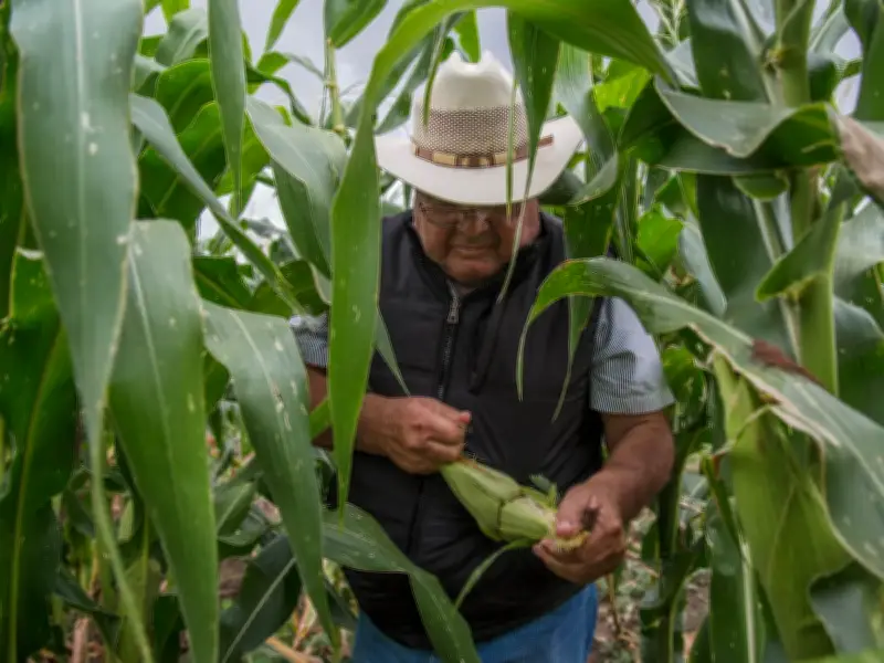 Productores agrícolas mexicanos enfrentan crisis por importaciones masivas de EE.UU.