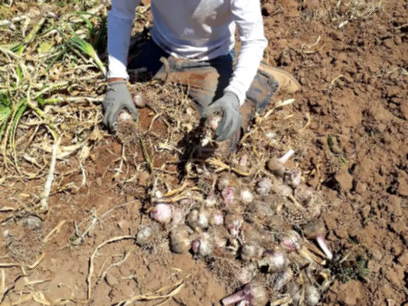 Productores de ajo exigen frenar importación ilegal china por riesgo sanitario