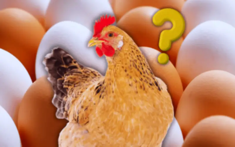Profeco desmiente mitos: Huevo blanco y rojo tienen el mismo valor nutricional
