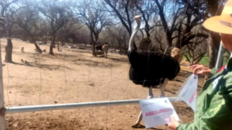 Profepa asegura 44 animales silvestres en predio turístico de Aguascalientes