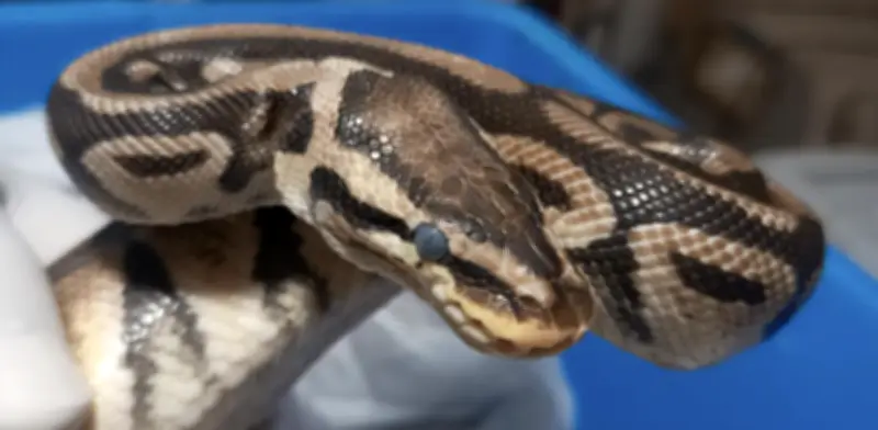 Profepa asegura cuatro pitones en carnaval de Tepoztlán y detecta graves problemas de salud
