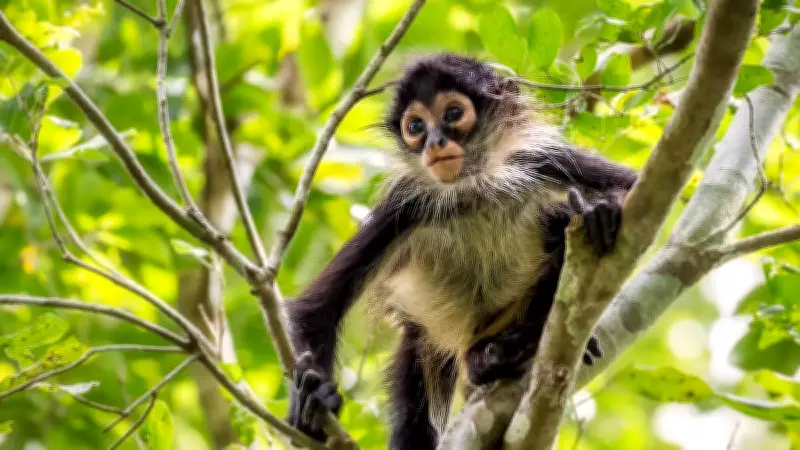 Profepa denuncia penal por posesión ilegal de mono araña en peligro de extinción en Ocotlán, Jalisco