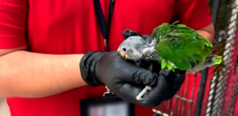 Profepa recibe 11 loros frente blanca decomisados en frontera de Ciudad Juárez