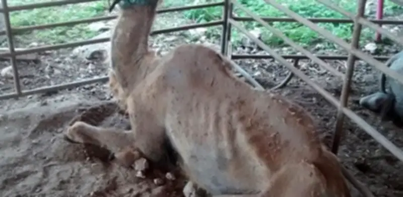 Profepa rescata 20 animales silvestres abandonados por circo en Yucatán