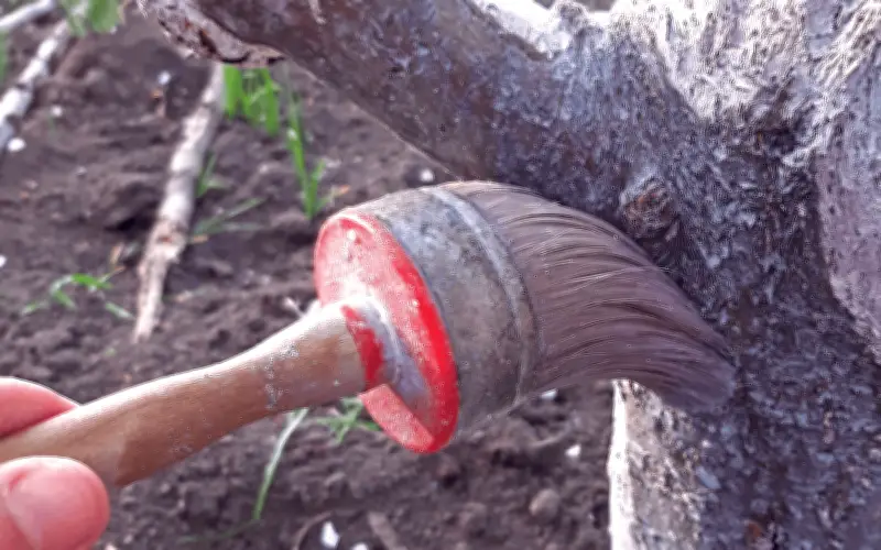 Protege tus árboles con cal: Guía completa para aplicar esta técnica ancestral contra plagas y calor