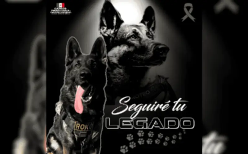 Proteo, el héroe canino que sigue guiando a México tres años después de su sacrificio