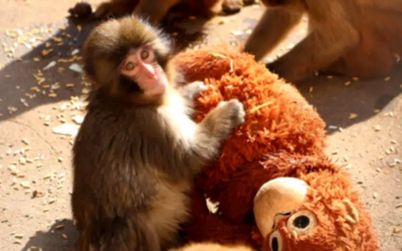 Punch, el bebé macaco japonés que halló consuelo en un peluche tras ser rechazado