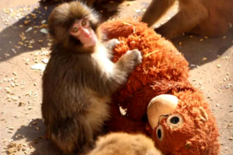 Punch, el changuito que conquista corazones con su ternura en internet