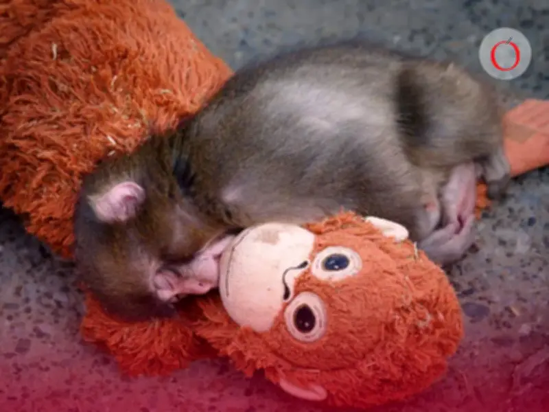 Punch, el macaco japonés que halló consuelo en un peluche, avanza hacia su manada