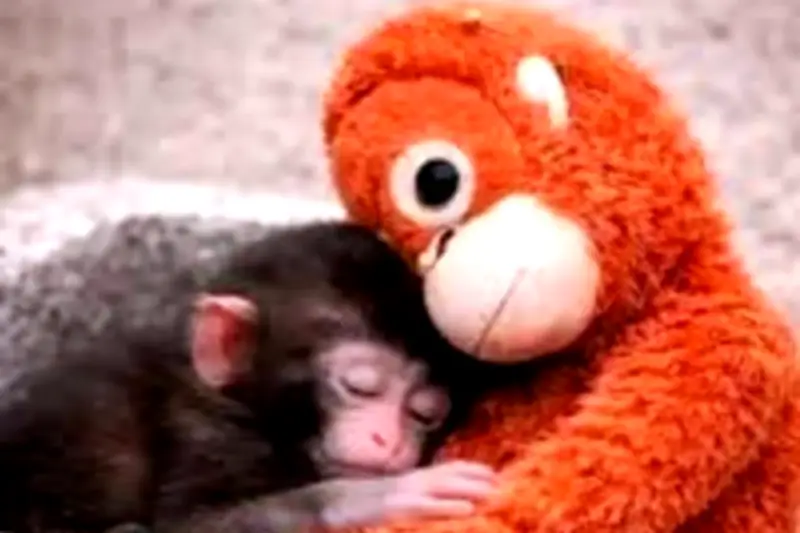 Punch, el monito rescatado que conmovió a internet con su historia de supervivencia