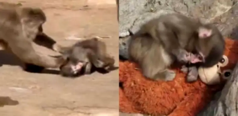 Punch, el mono japonés con peluche, sufre nuevo ataque; grupo lo consuela