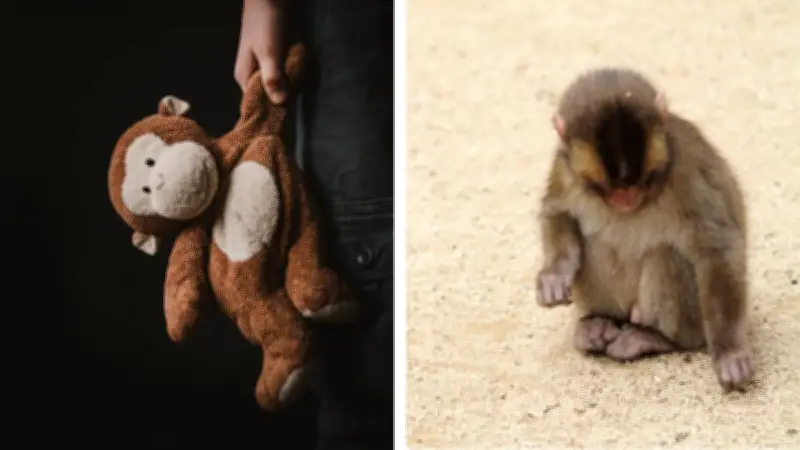 Punch, el mono japonés que halló consuelo en un peluche tras ser rechazado, conmueve al mundo