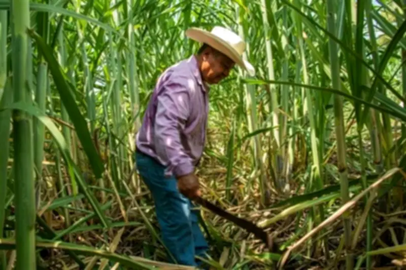 Reducción de Jornada Laboral Impactaría a Ingenios Azucareros en México