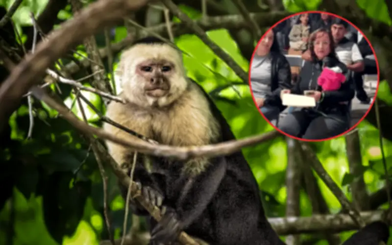 Regidora de Ocotlán denunciada ante SEMARNAT por llevar mono araña a evento cultural