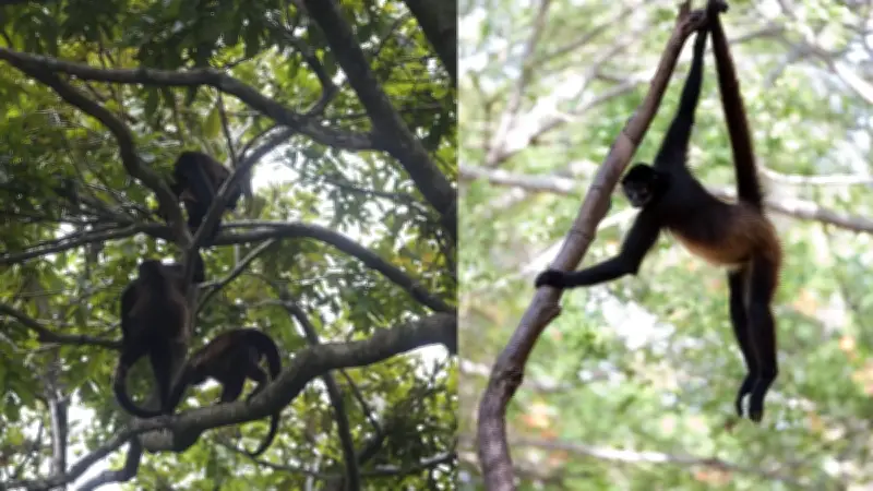 Regidora de Ocotlán, Jalisco, captada golpeando a mono araña en evento cultural