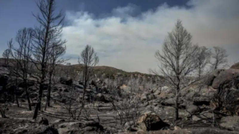 Reporte de incendios forestales en México: números clave y recomendaciones oficiales