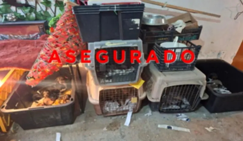 Rescatan 102 animales en Tultepec; detienen a mujer por presunto maltrato