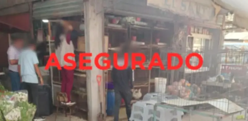Rescatan 162 animales maltratados en mercado de Cuautitlán, Edomex