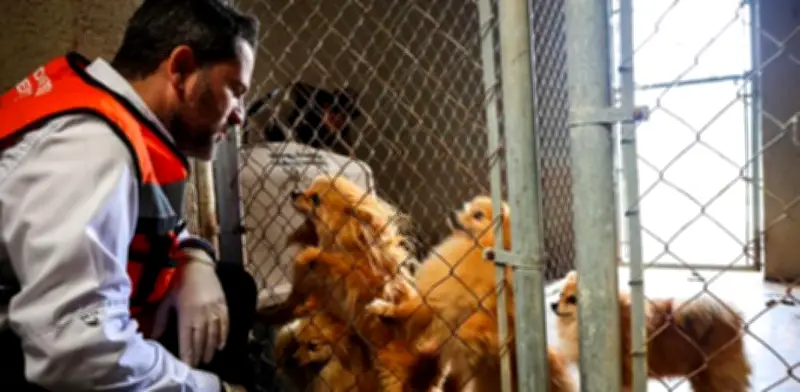 Rescatan 56 perros de criadero ilegal en Nuevo León; presentaban desnutrición y estrés