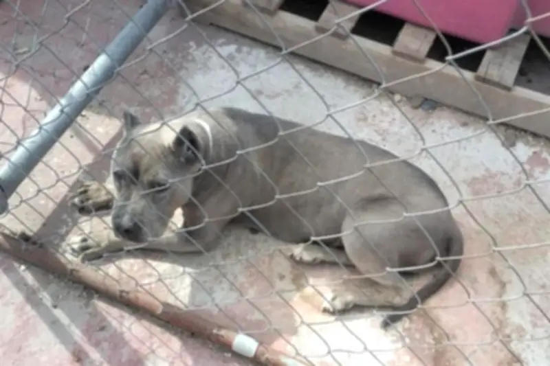 Rescatan a 102 animales tras cateo por despojo de tierras en Tultepec