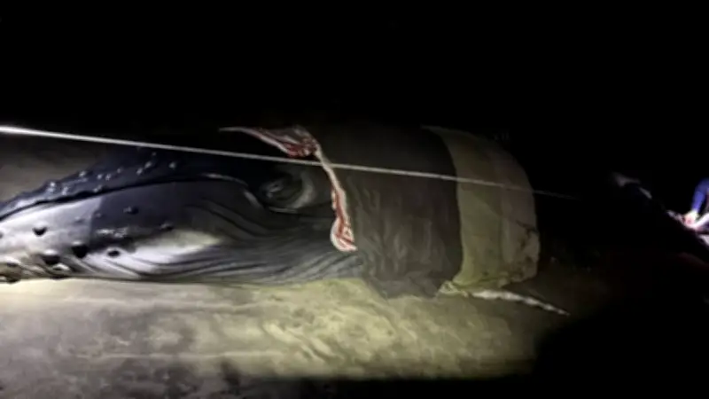 Rescatan a ballena jorobada varada en Playa Grande, Oaxaca tras operativo de emergencia