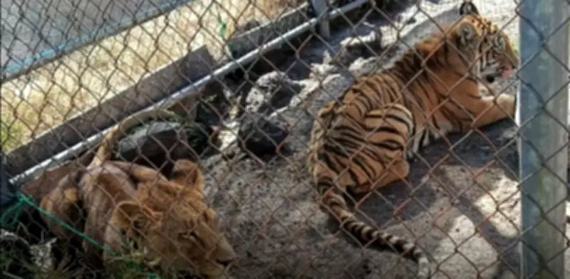 Rescatan a leona africana y tigre de bengala abandonados en Michoacán