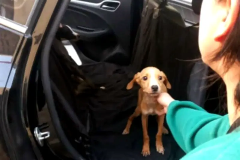 Rescatan a tres perritos en estado crítico por desnutrición severa en Nuevo León