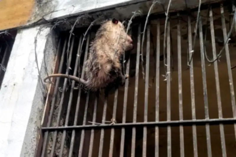 Rescatan a un tlacuache atrapado en alambre de púas en Nuevo León