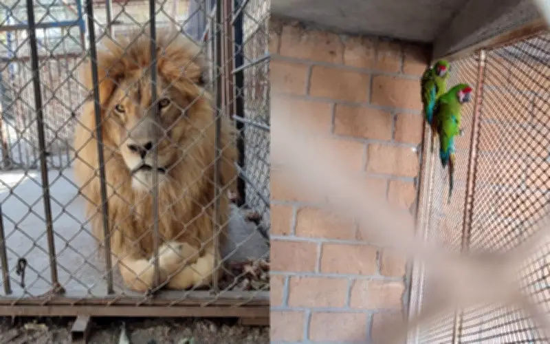 Rescatan leones africanos y guacamayas en finca de Celaya, Guanajuato