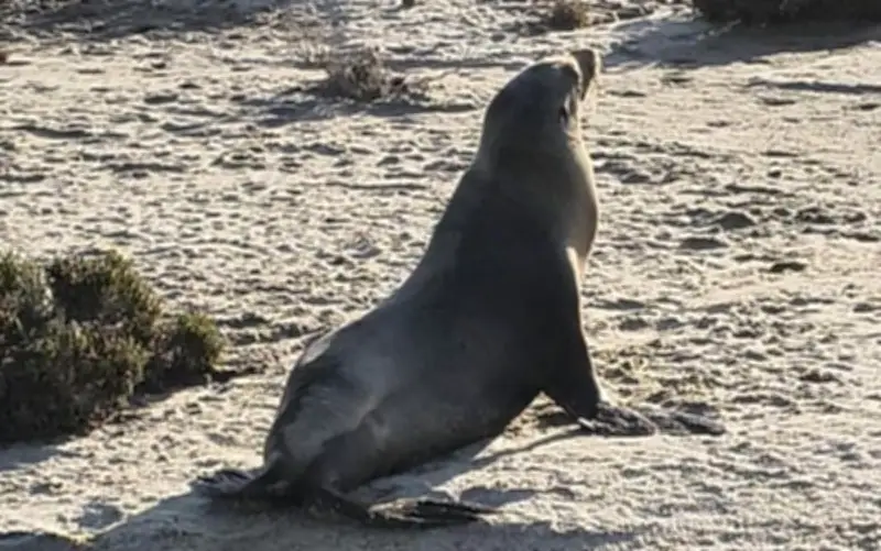 Rescatan y liberan lobo marino atrapado en red de pesca en Nayarit