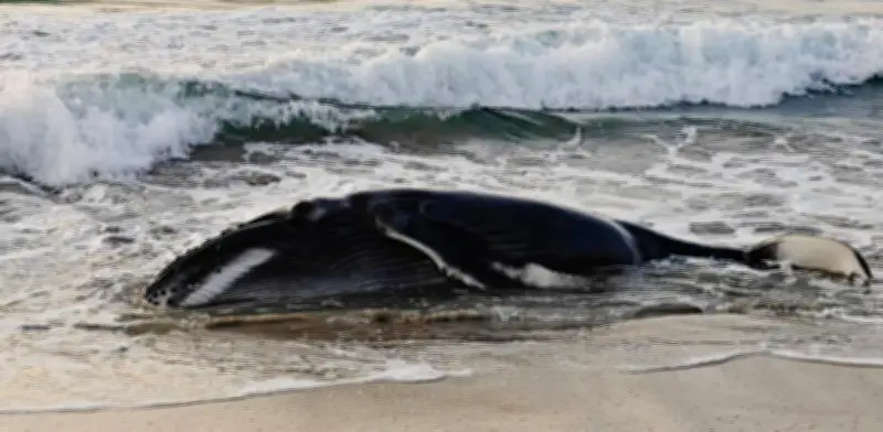 Rescatan y regresan al mar a ballenato jorobada varado en santuario de Oaxaca