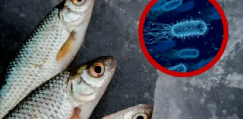 Retiro Urgente de Salmón Wellsley Farms por Contaminación con Listeria en EE.UU.