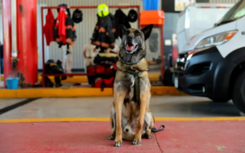 Rosco, el perro bombero de Zapopan, se jubila tras 9 años de servicio en rescate