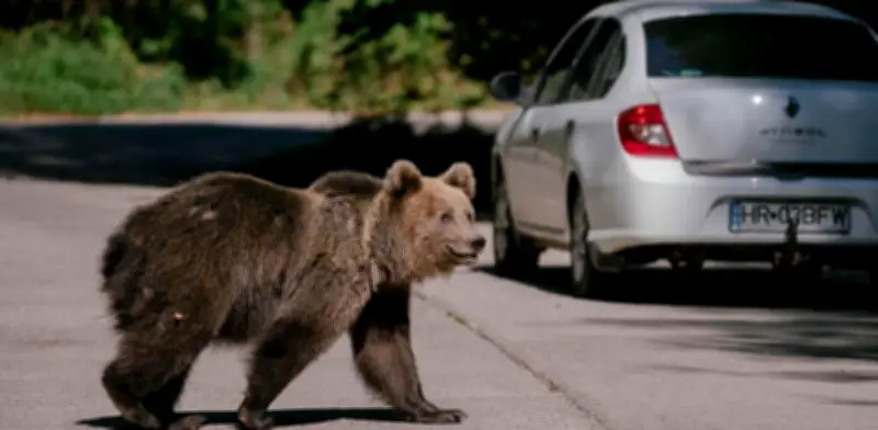 Rumania autoriza caza masiva de osos tras ataque fatal a excursionista