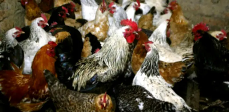 Rusia Reporta Primer Caso de Gripe Aviar H5N8 en Humanos, Informa a la OMS