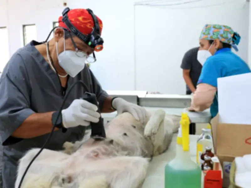 San Pedro Tlaquepaque lanza jornada gratuita 'Huellitas Mundialistas' para salud de mascotas