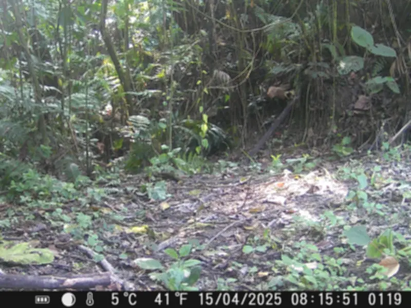 Santuario del Bosque de Niebla: Un Refugio de Vida Silvestre en Xalapa