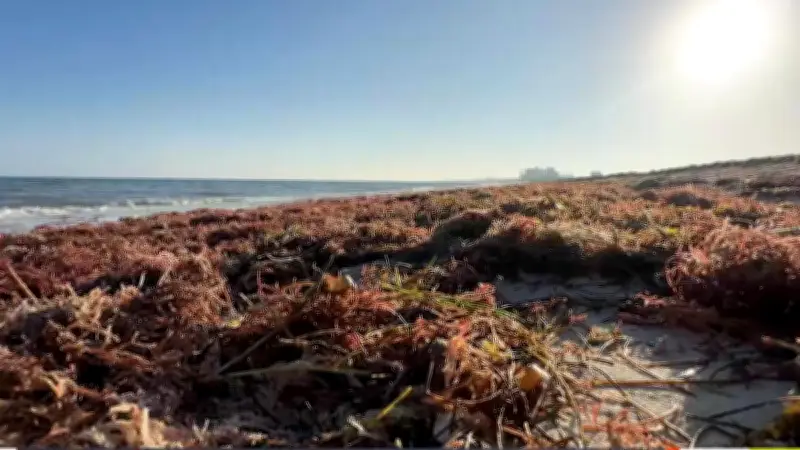 Sargazo invade playas de Chelem y Progreso en Yucatán, activan alerta y limpieza