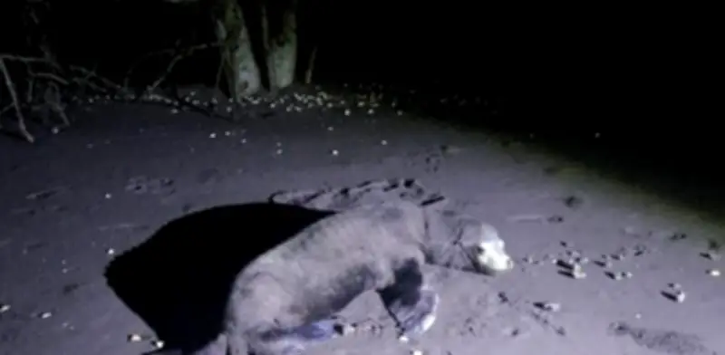 Semar rescata y libera lobo marino enredado en red de pesca en Nayarit