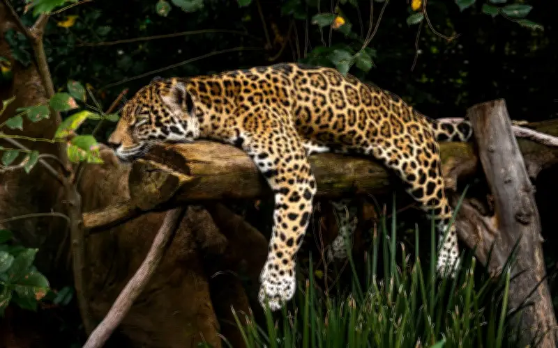 Semarnat lanza estrategias para proteger al jaguar en el sureste de México