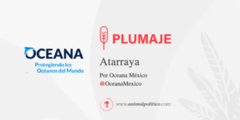 Semáforo de la Pesca: Traduciendo ciencia para salvar los océanos mexicanos