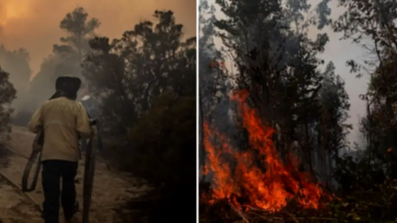 Sequía y calor agravan riesgo de incendios forestales; negligencia humana causa 95% de casos
