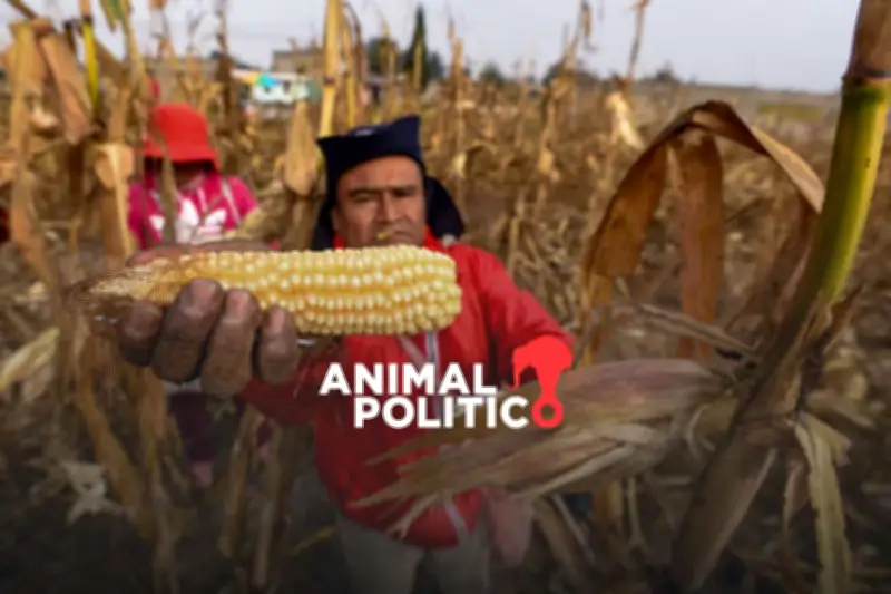 Sheinbaum Anuncia Apoyo al Campo Tras Caída de Precio del Maíz en Sinaloa