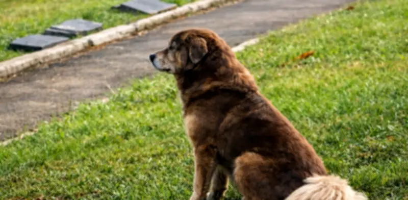 São Paulo aprueba ley para sepultar mascotas junto a sus dueños en cementerios