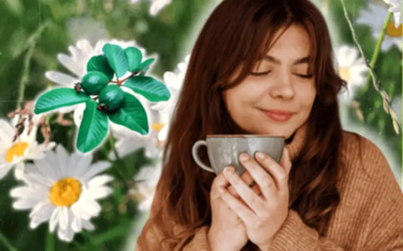 Té de Hoja de Guayaba con Manzanilla: Un Poderoso Remedio Natural para la Salud