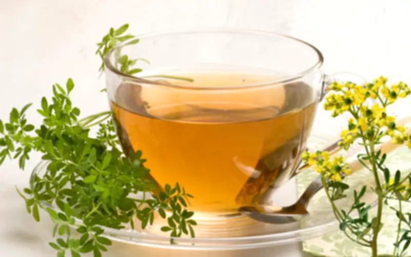 Té de Ruda: Usos Medicinales y Beneficios para la Salud en la Medicina Tradicional