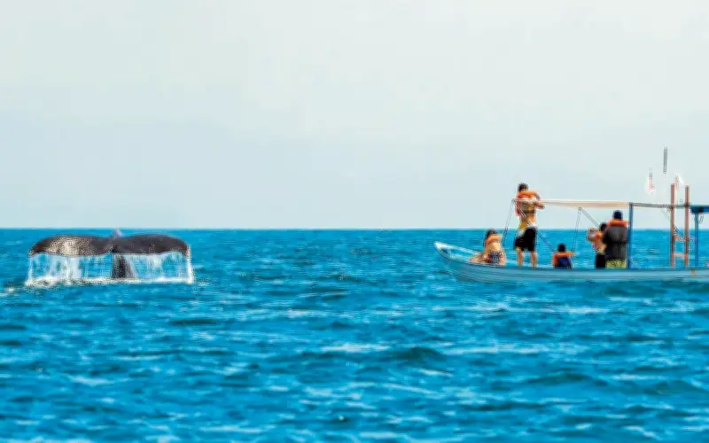 Temporada de Avistamiento de Ballenas en Nayarit: Un Espectáculo Natural Único