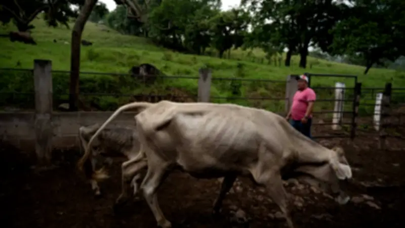Terquedad de AMLO agrava crisis ganadera por gusano barrenador y cierre fronterizo