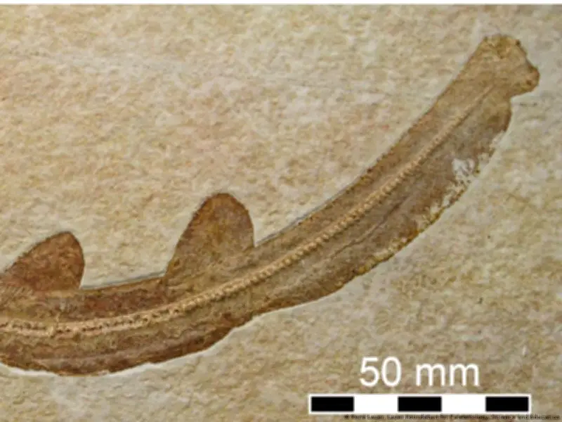 Tiburón prehistórico con 'bigote' desafía la evolución conocida de los escualos